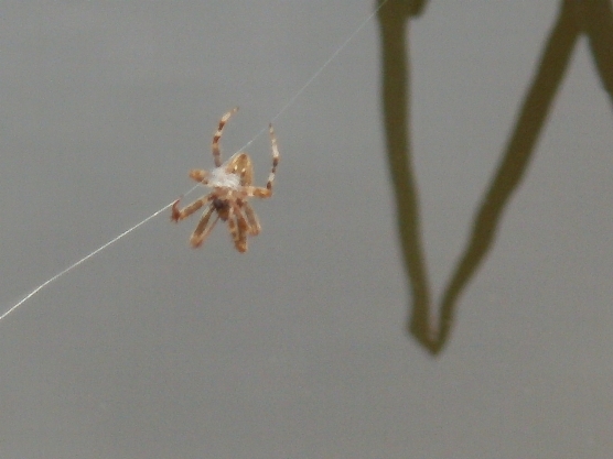 Araneus sp.